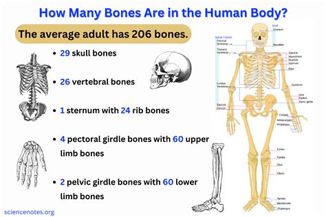 how many bone books are there? discussing the impact of bones on human culture and history